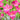 bright pink flowers gladiolus charm