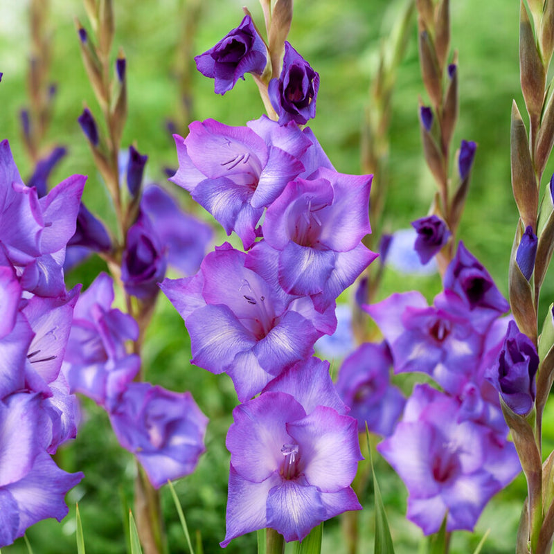 vivid violet-blue flowers of gladiolus chemistry