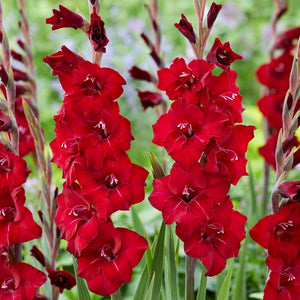 red flowers of gladiolus first blood
