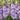 light violet purple blooms of gladiolus Milka