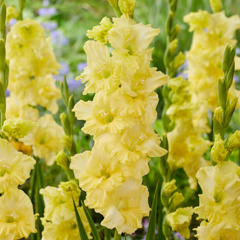 clear yellow flowers of gladiolus morning gold