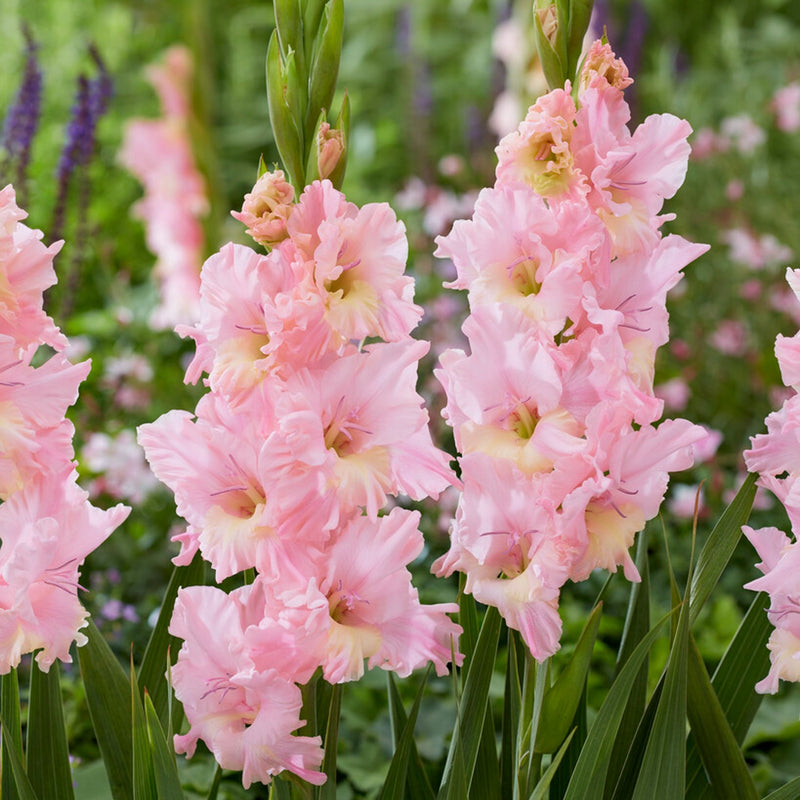 light pink and pale yellow flowers of gladiolus pink lightning