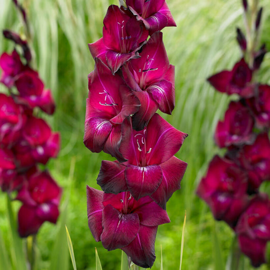 Gladiolus Ravel - maroon-purple blooms