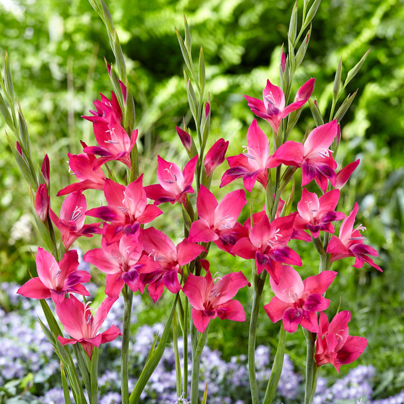 Hardy Gladiolus Vulcano pink flowers with purple accents