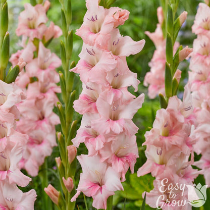 light pink blooms of gladiolus adrenalin