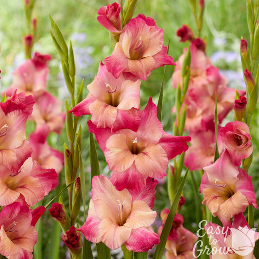 light apricot orange and pink flowers of gladiolus apricot bubblegum