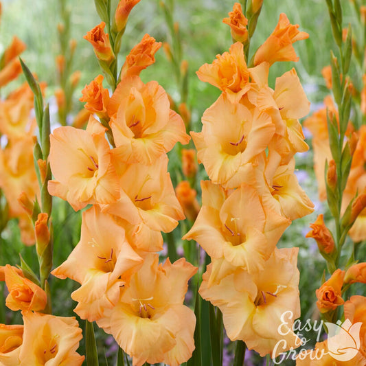 apricot orange flowers of gladiolus arcadia
