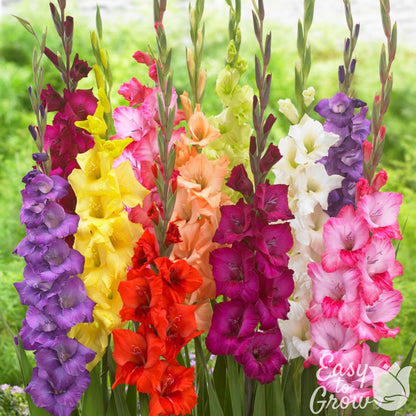 mixed colorful gladiolus blooms