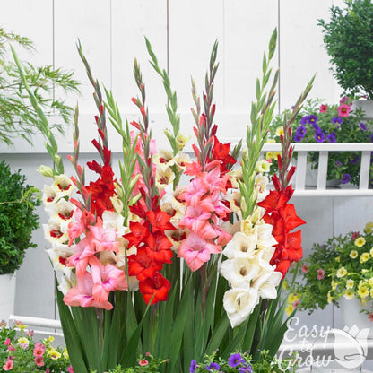 plant gladiolus in pots Gladiolus