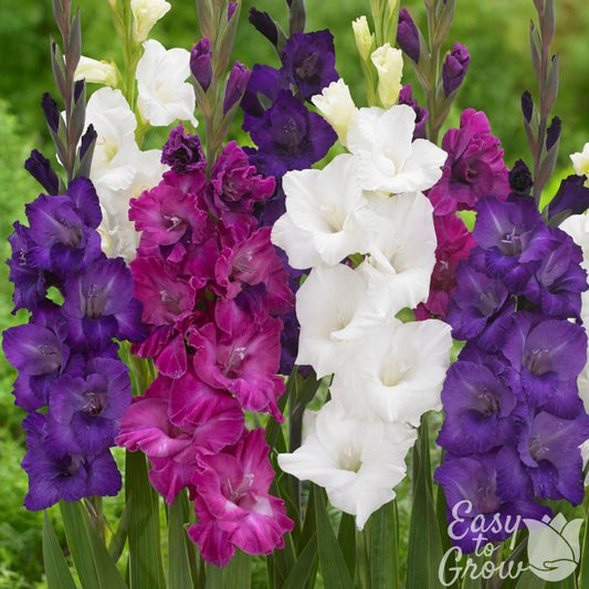 Mix of purple, magenta and white gladiolus flowers