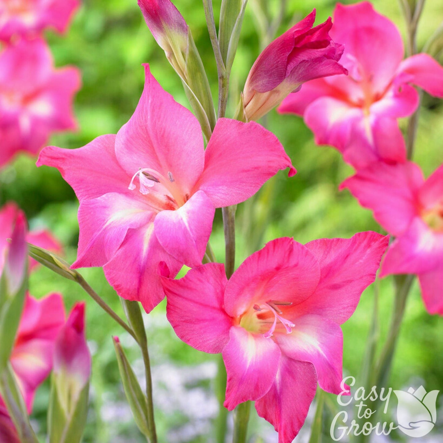 bright pink flowers gladiolus charm