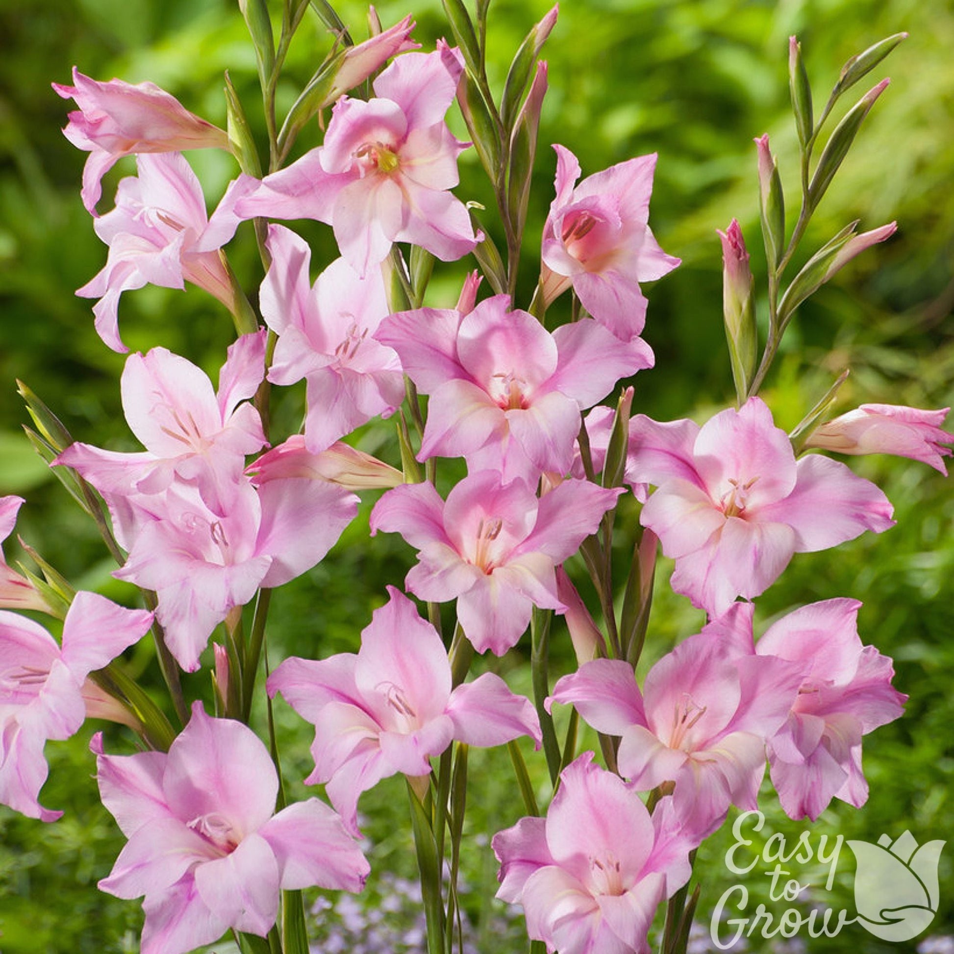 Pink blooms hardy gladiolus Charming Lady.