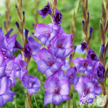 vivid violet-blue flowers of gladiolus chemistry