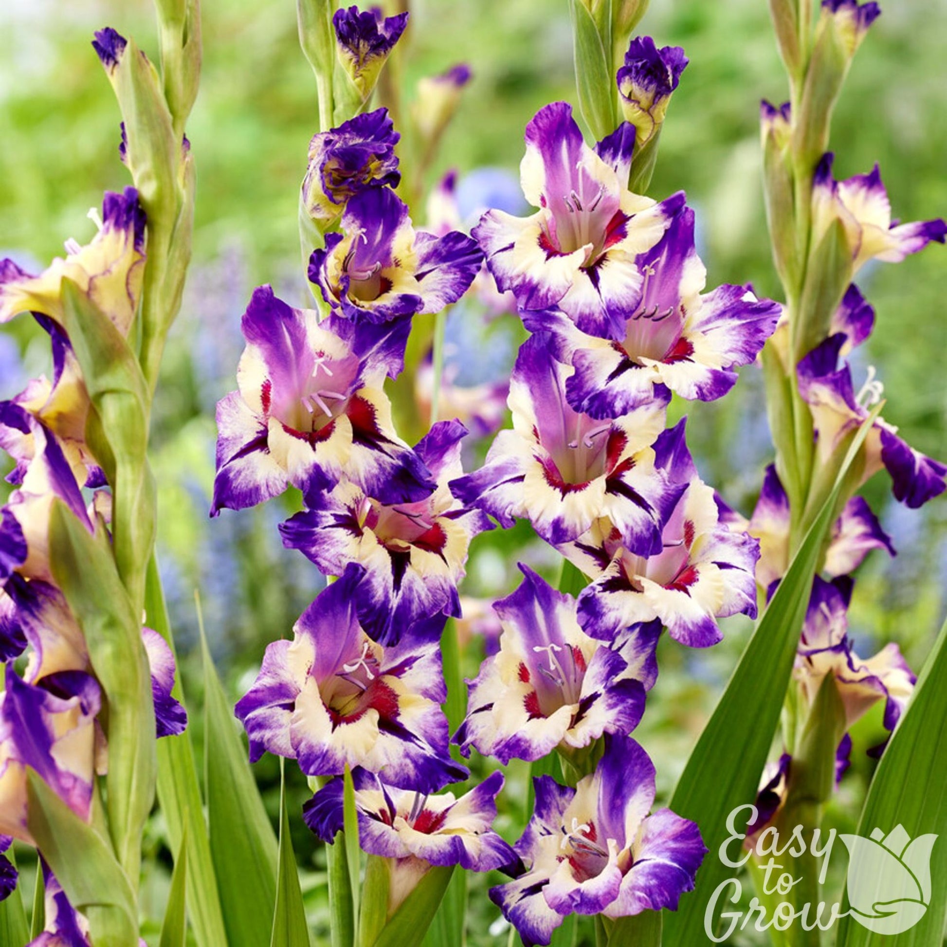 vivid purple and soft yellow bloom of gladiolus circus color