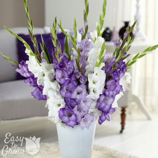 mix of white, light purple and violet gladiolus blooms in a vase