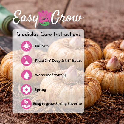 planting gladiolus bulbs in pots indoors Colorful Gladiolus Bulb Mix