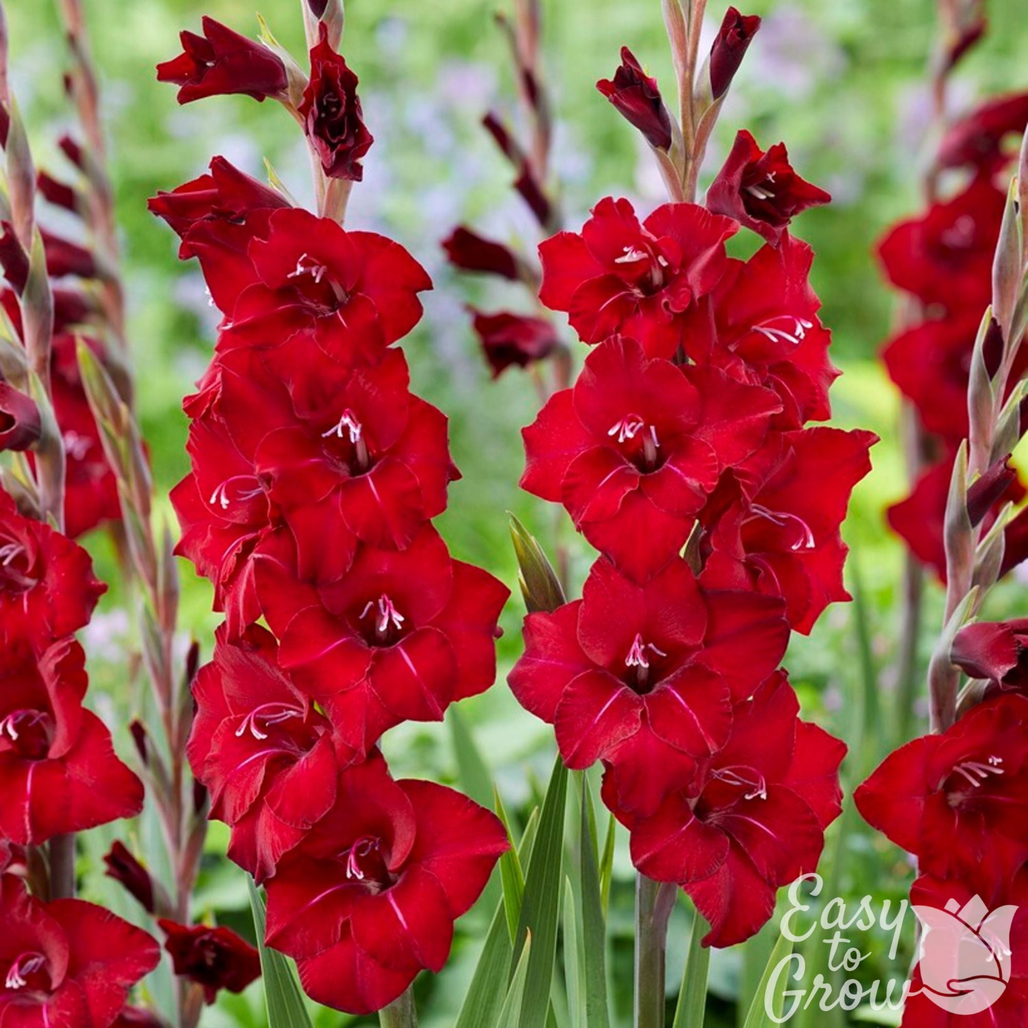 Easy to Grow Bulbs Hardy Gladiolus Charm