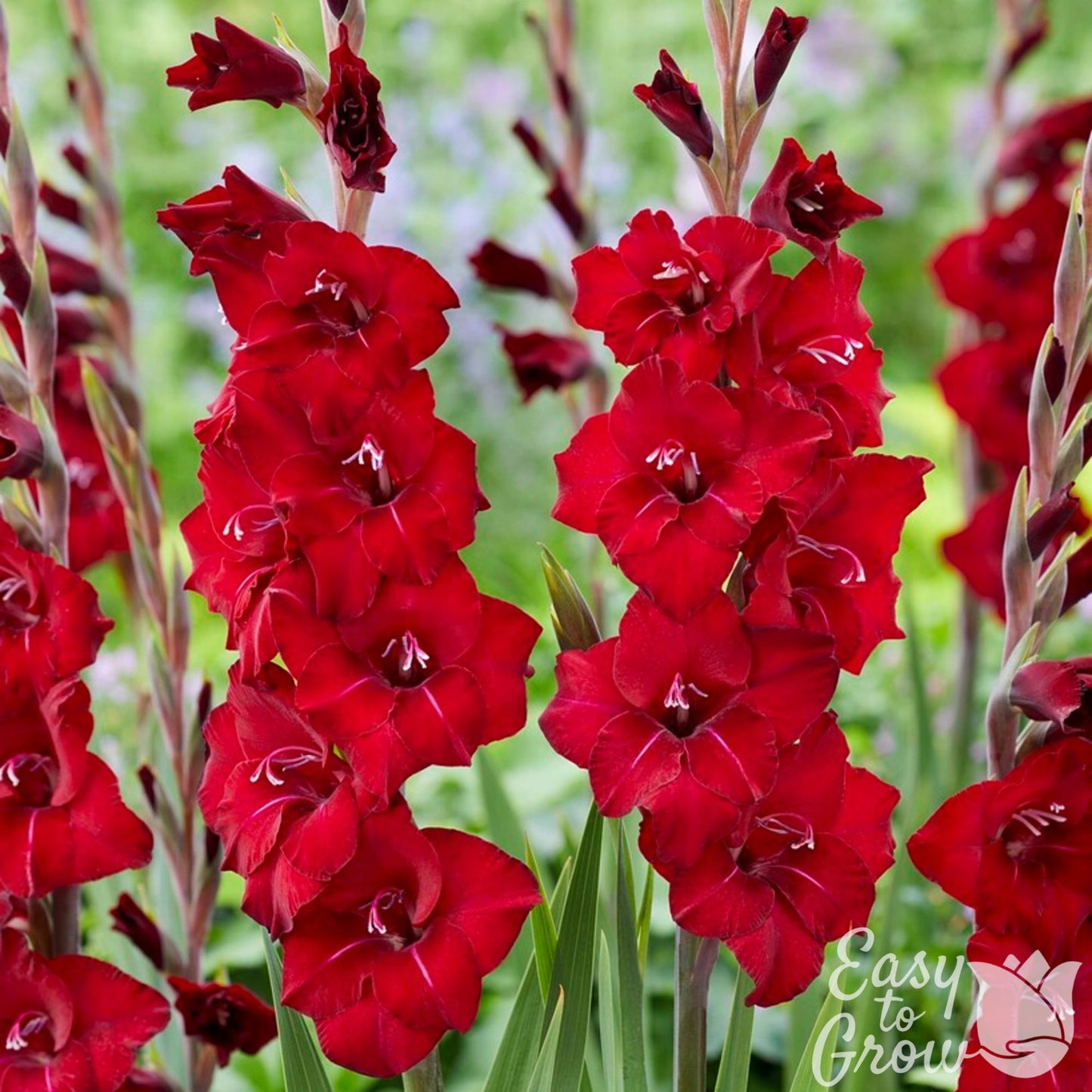 red flowers of gladiolus first blood