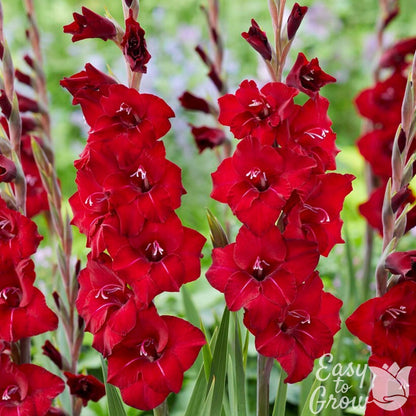 red flowers of gladiolus first blood