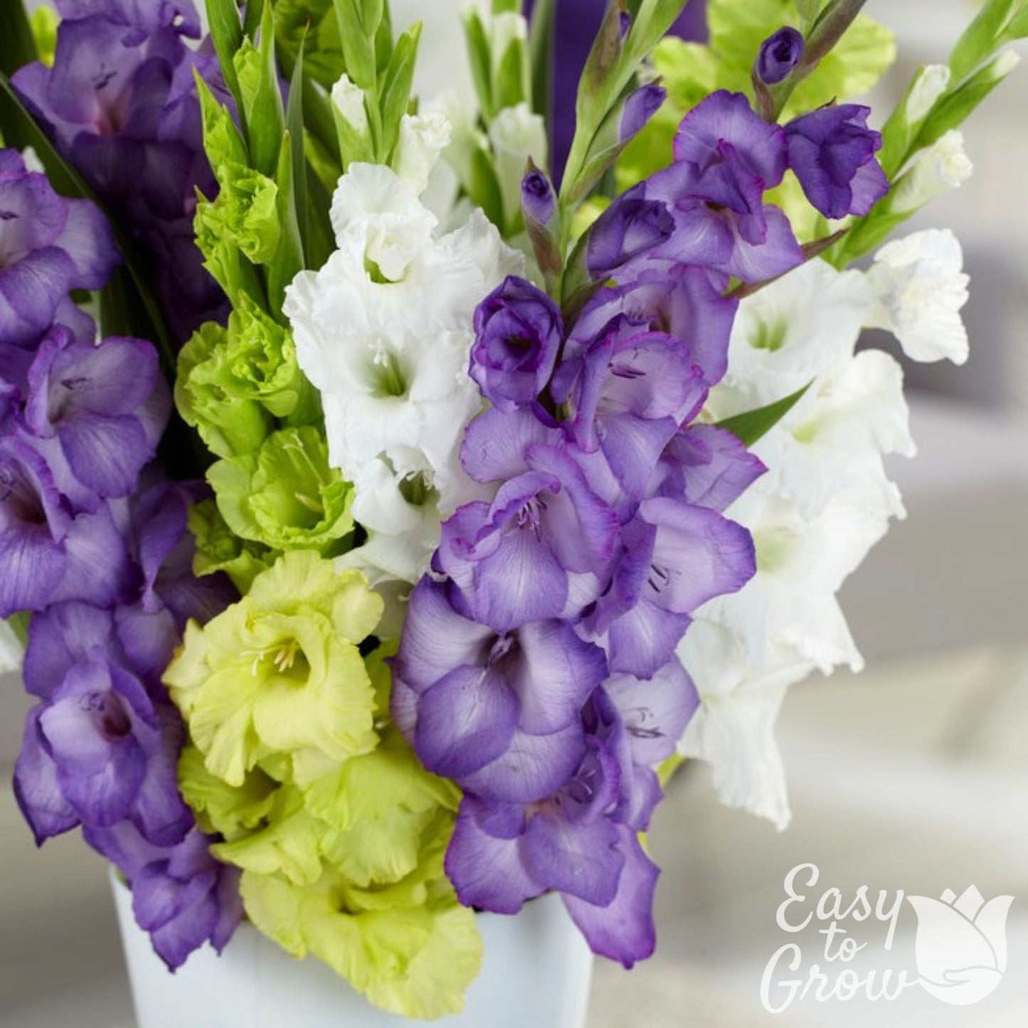 mix of green, violet and white gladiolus blooms in a vase