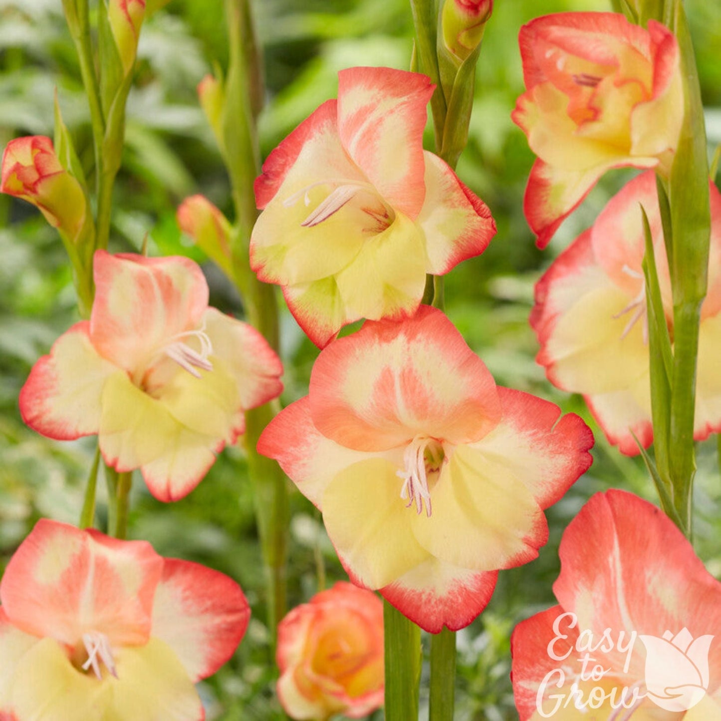 close up of peach and yellow hardy gladiolus flower