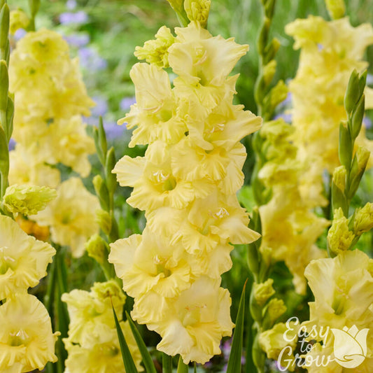 clear yellow flowers of gladiolus morning gold