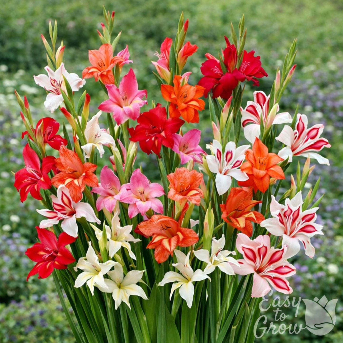 Colorful mix of hardy gladiolus blooming in garden