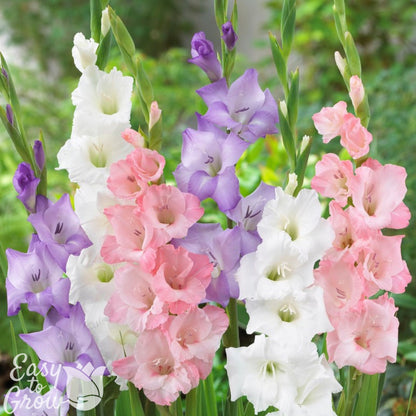Mix of pastel pink, white and purple gladiolus flowers