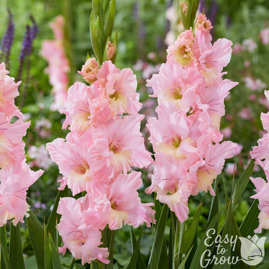 light pink and pale yellow flowers of gladiolus pink lightning