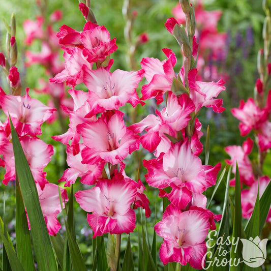 hot pink and soft pink flowers of gladiolus pink pearl