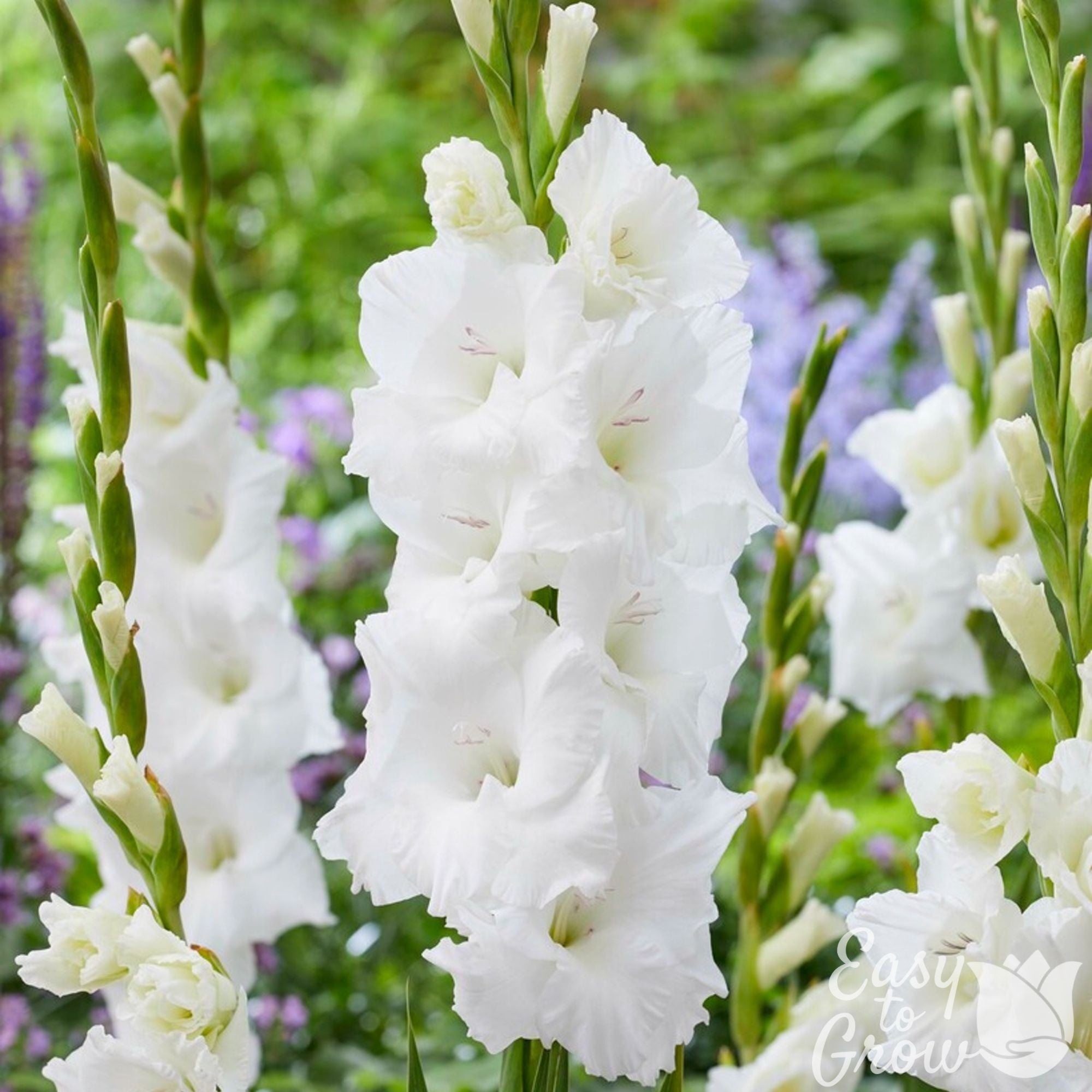 Easy to Grow Bulbs Hardy Gladiolus Charm - Thumbnail 3