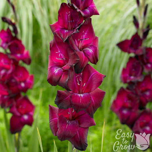 Gladiolus Ravel - maroon-purple blooms