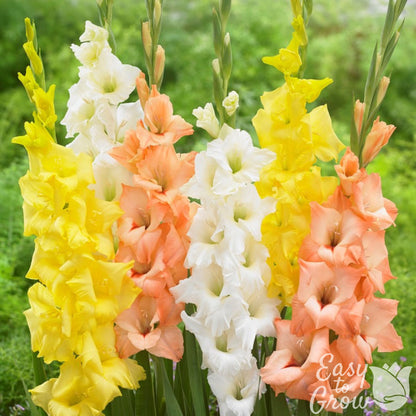Mix of yellow, white and apricot orange gladiolus blooms.