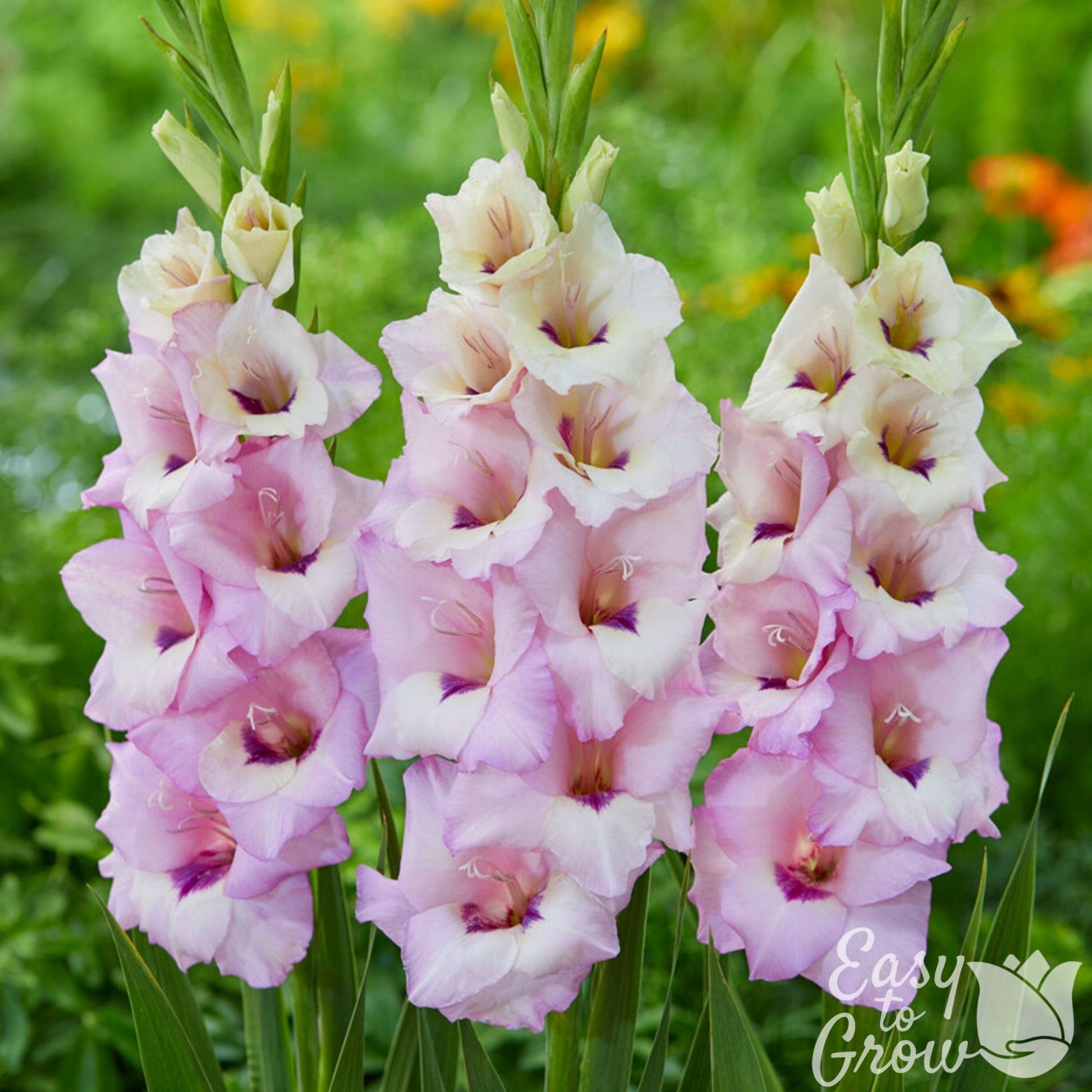 Gladiolus Venezia - light purple with darker purple tongue