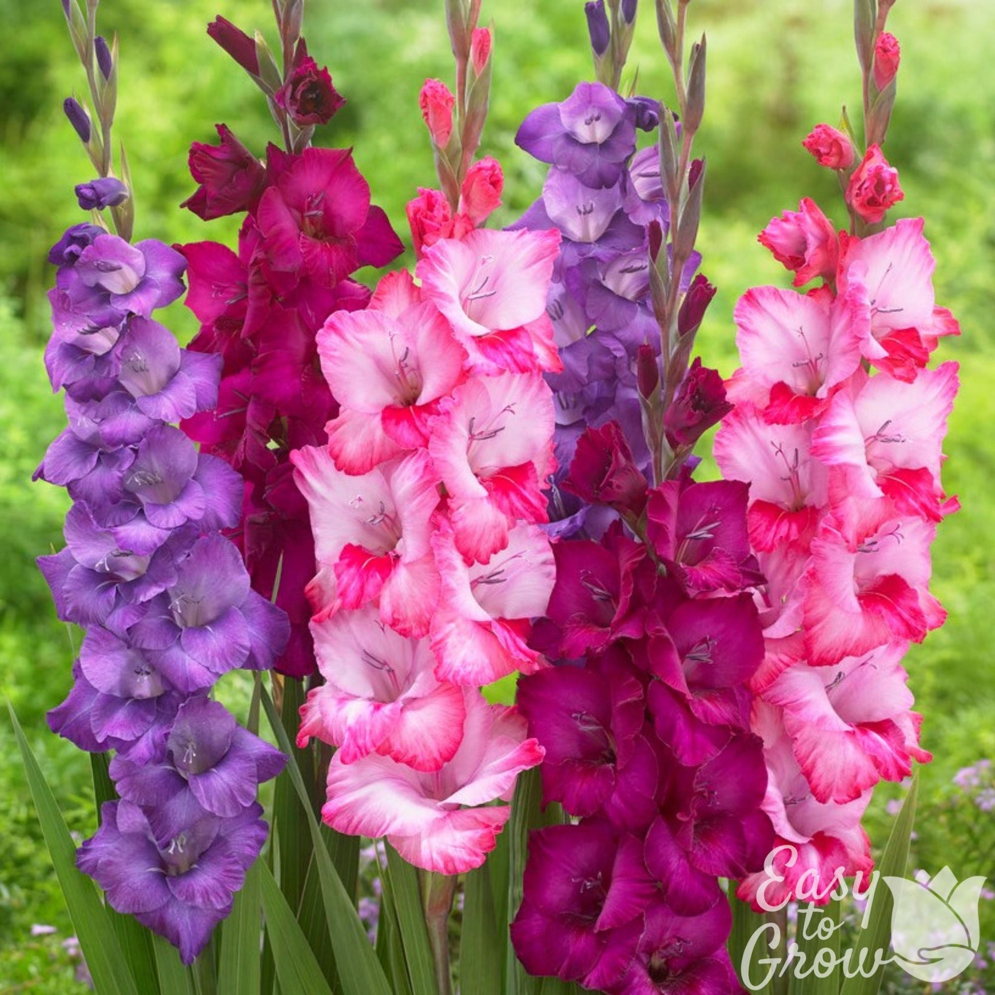 Mix of violet, magenta and pink gladiolus blooms.