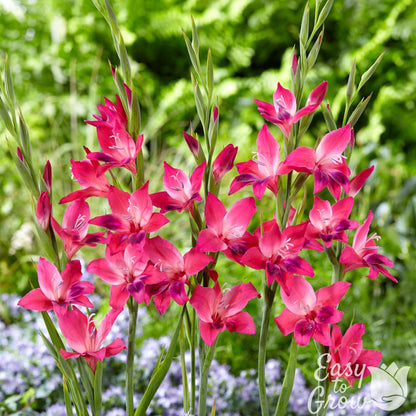 Hardy Gladiolus Vulcano pink flowers with purple accents