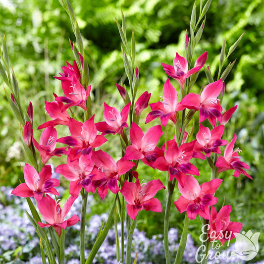 Hardy Gladiolus Vulcano pink flowers with purple accents