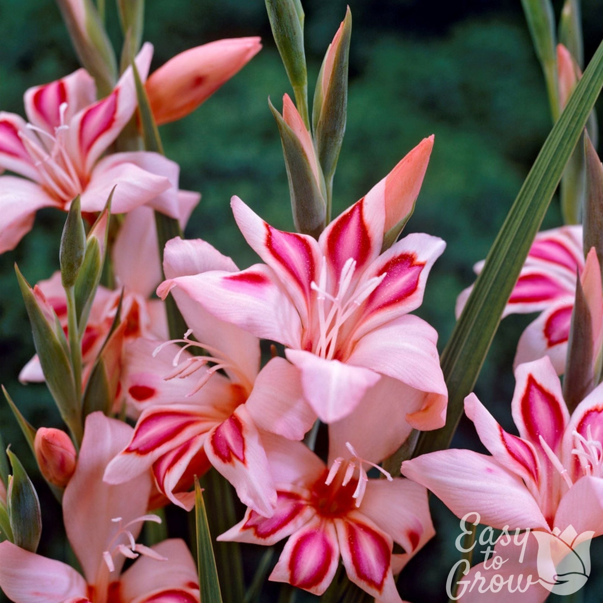 Hardy gladiolus impressive features light pink blooms with hot pink accents