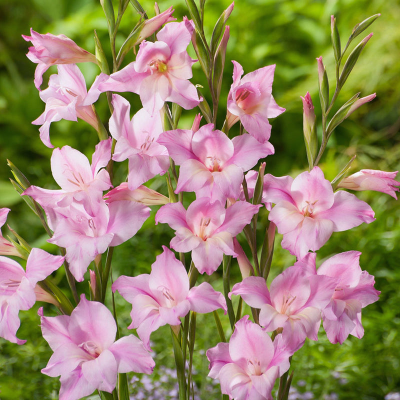 Pink blooms hardy gladiolus Charming Lady
