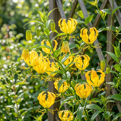 yellow lily of the valley flower Bright Yellow Glory Lily Bulbs For Sale