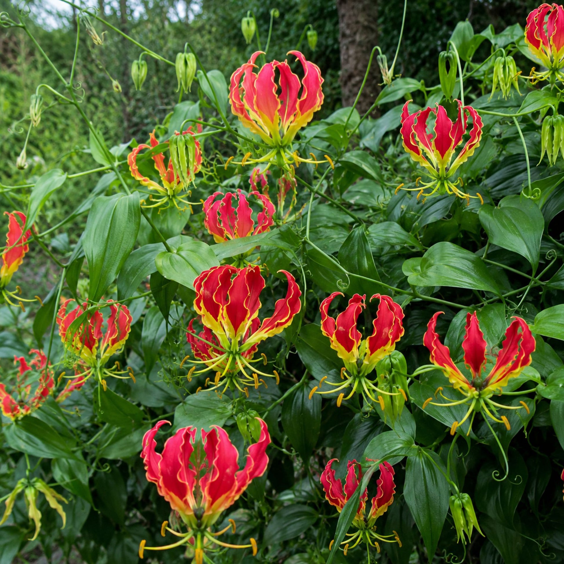 flame lily flower Easy to Grow Bulbs Gloriosa
