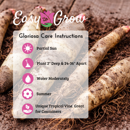 gloriosa care instructions
