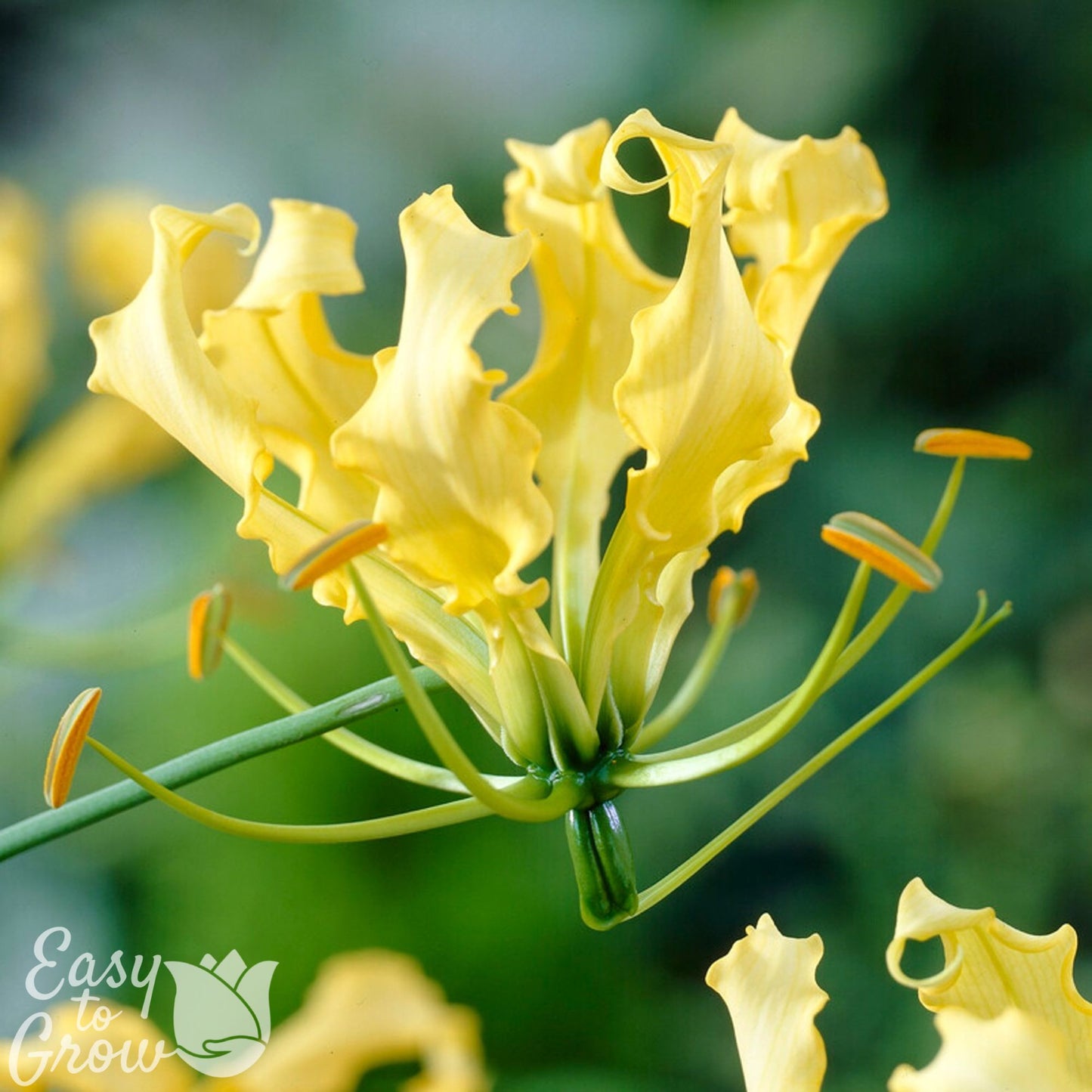 unique yellow flowers of Gloriosa Lutea