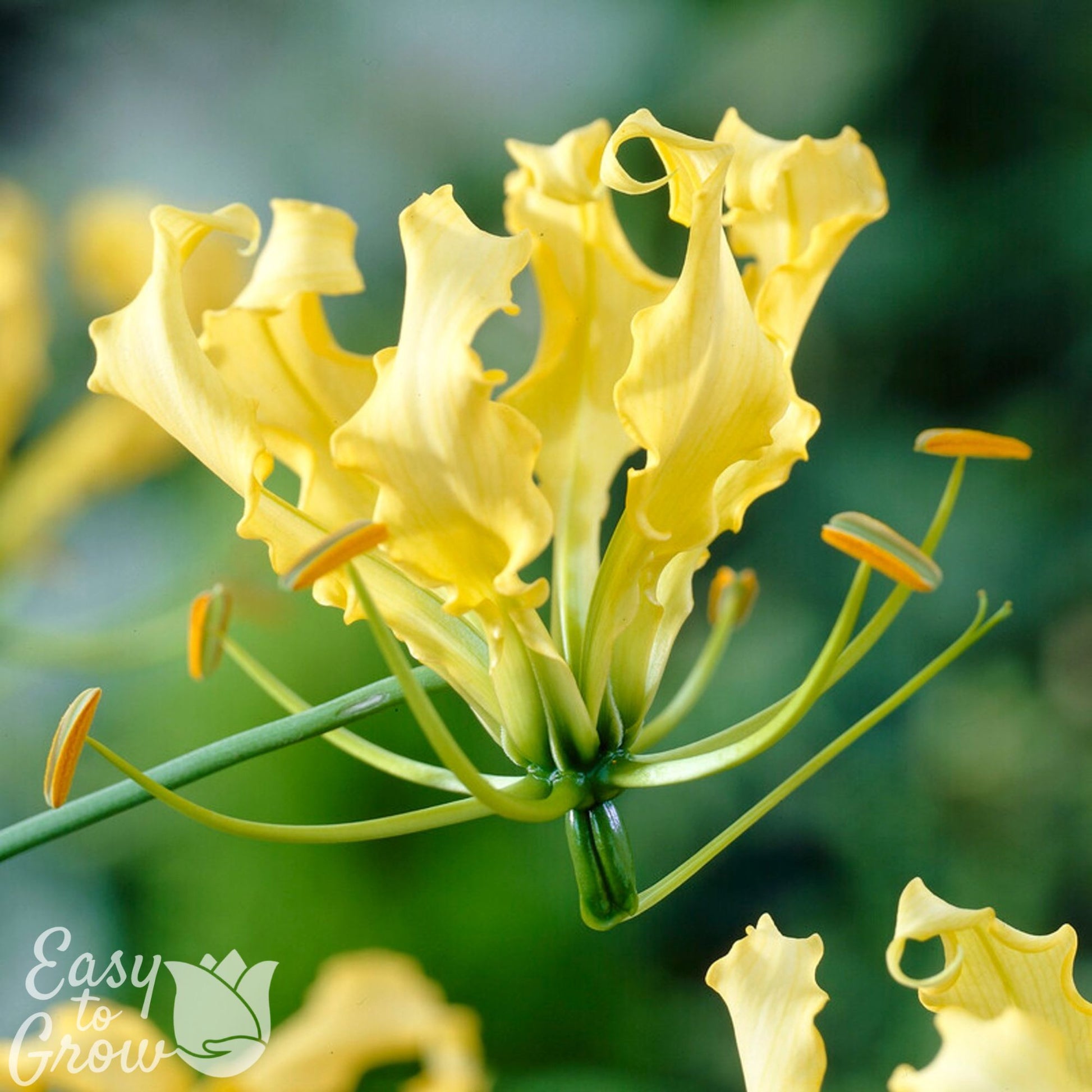 unique yellow flowers of Gloriosa Lutea
