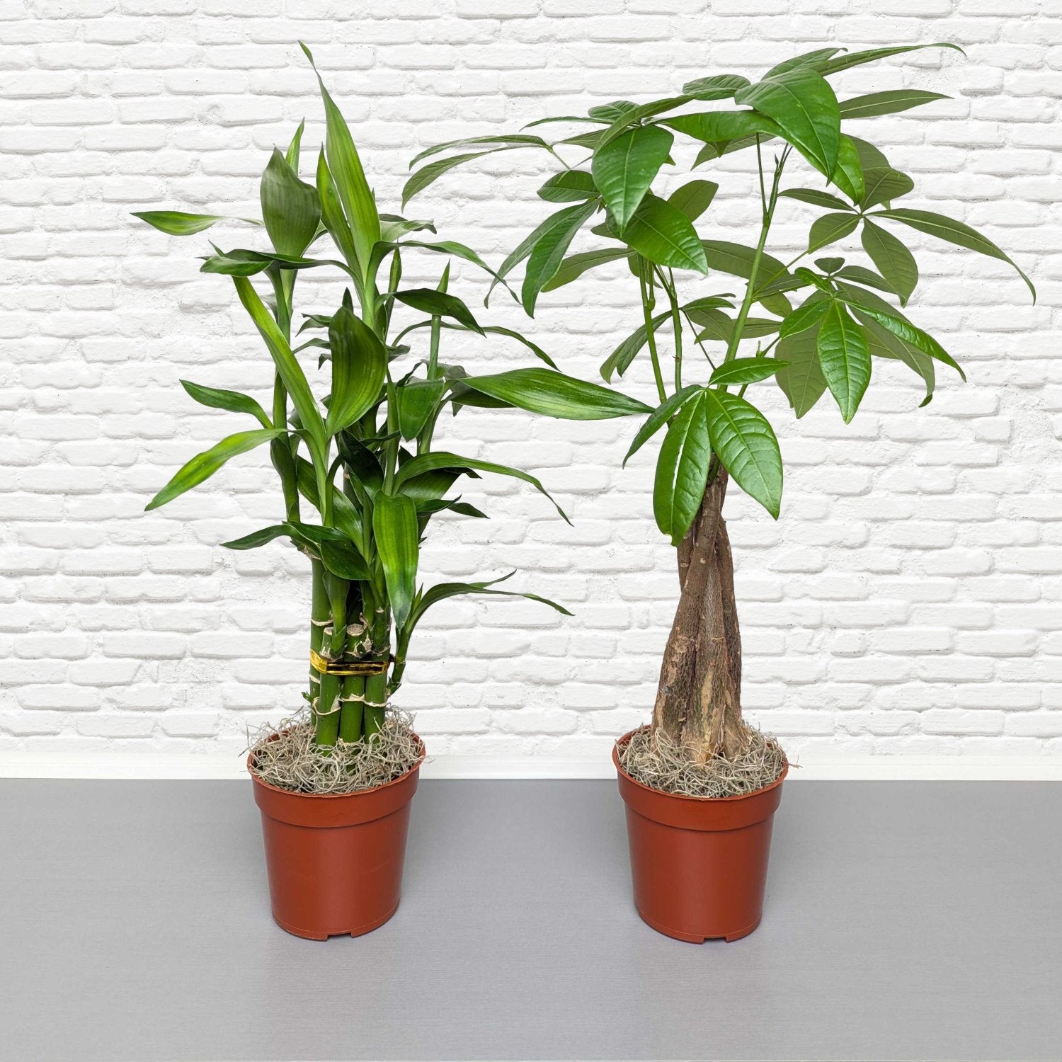 positive vibes indoor plants Good Vibes Houseplant Collection