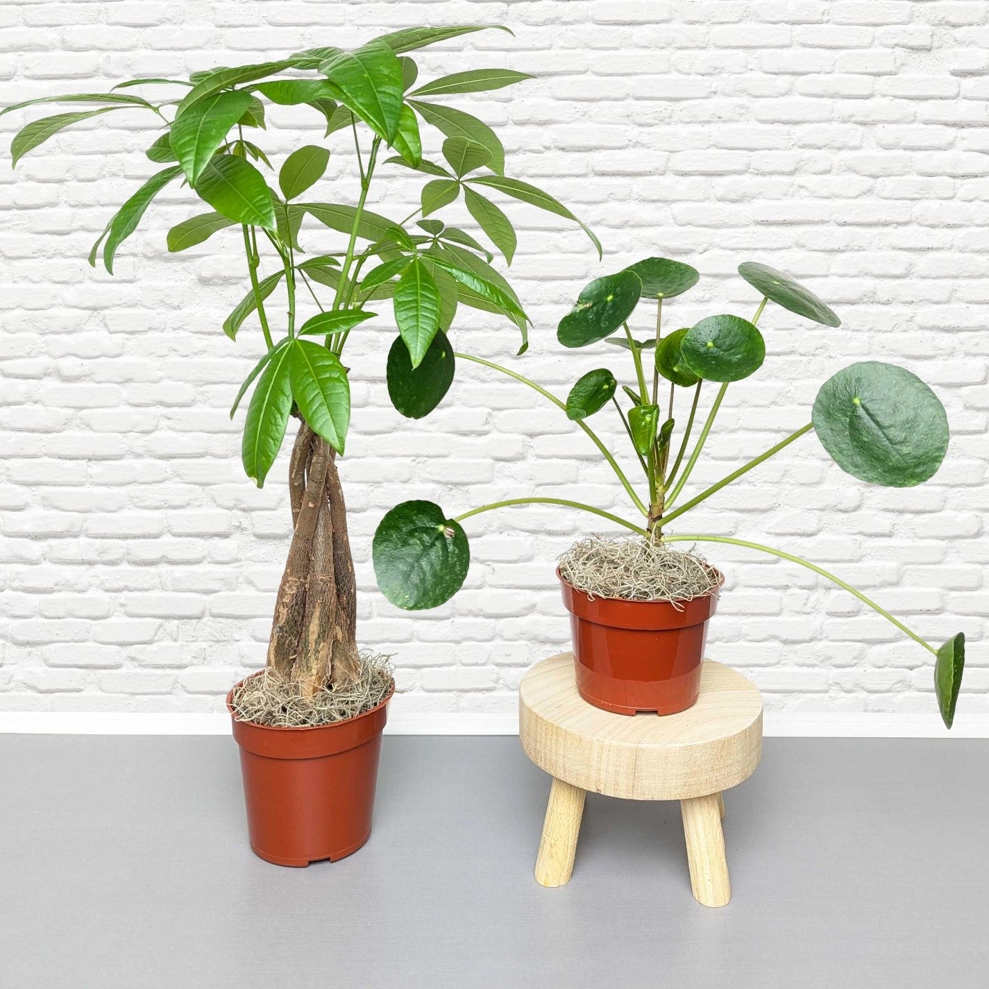 money tree collections Good Vibes Houseplant Collection