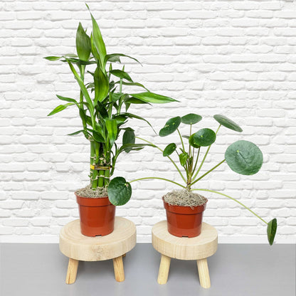 positive vibes indoor plants Good Vibes Houseplant Collection
