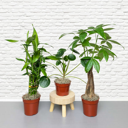 bamboo money tree care Good Vibes Houseplant Collection – Easy To Grow Bulbs
