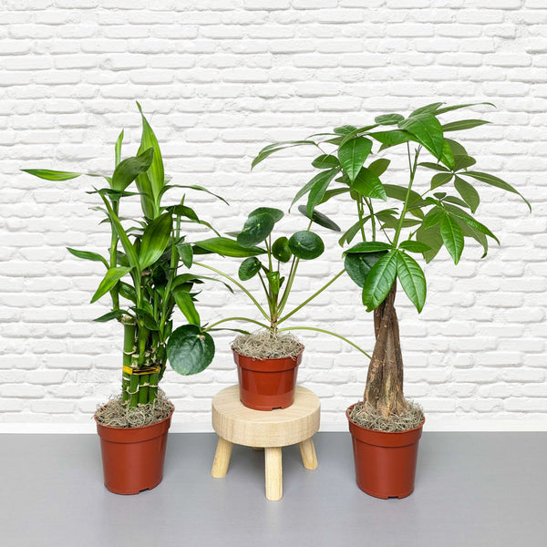 good vibes indoor plants Good Vibes Houseplant Collection – Easy To Grow Bulbs