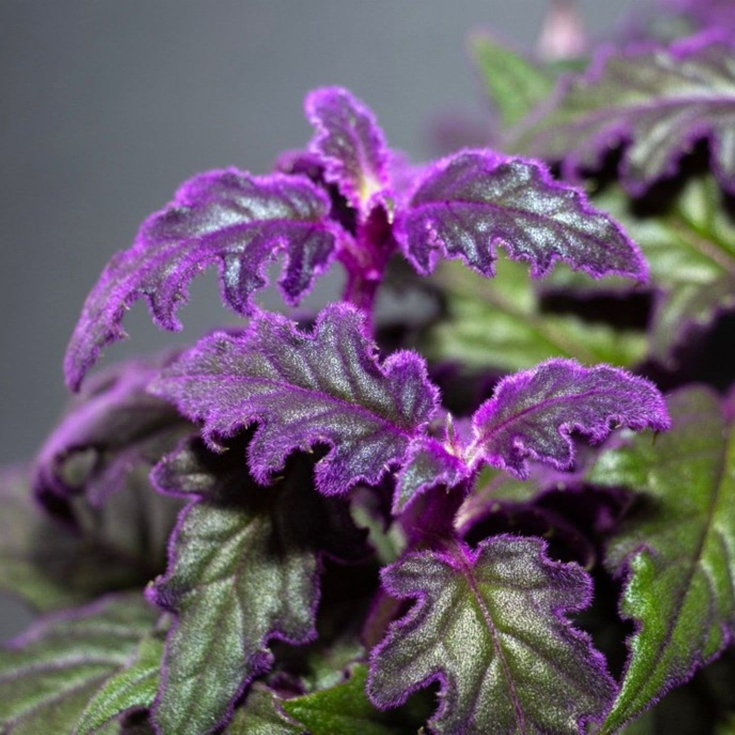 bright purple coloring of gynura purple passion houseplant